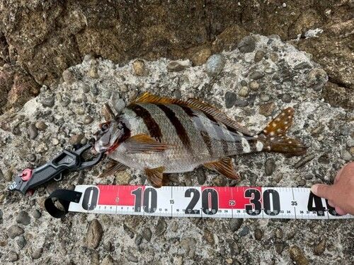 タカノハダイの釣果