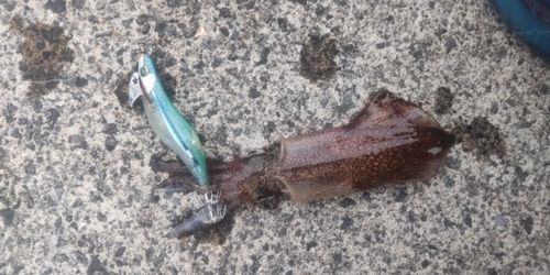 ジンドウイカの釣果