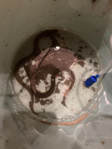 ニホンウナギの釣果