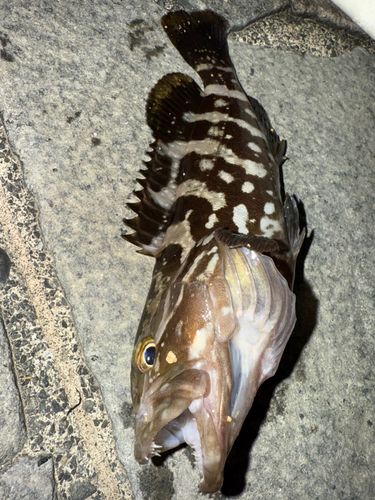 クエの釣果