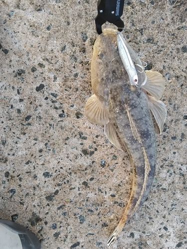 マゴチの釣果