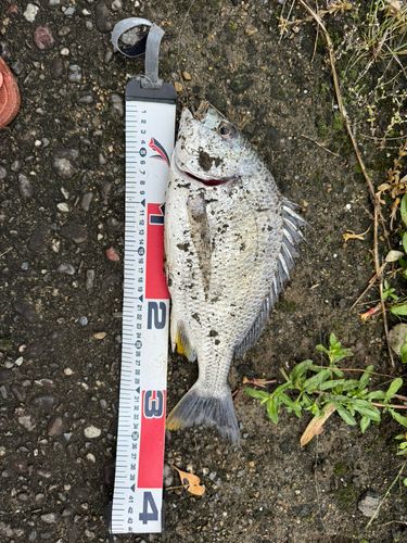 キビレの釣果