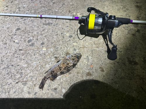 ソイの釣果