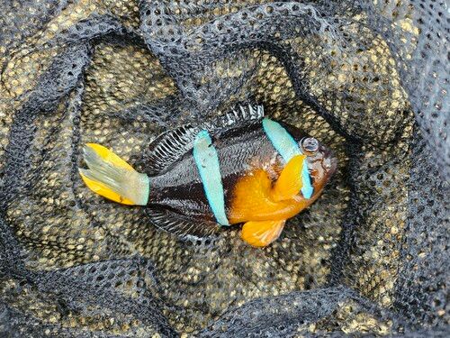 クマノミの釣果