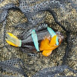 クマノミ