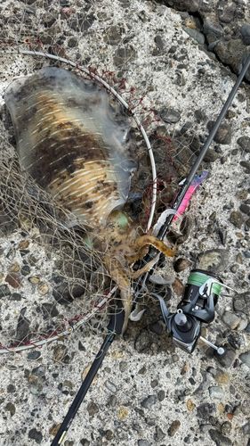 アオリイカの釣果