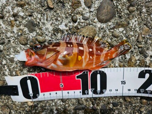 アカハタの釣果