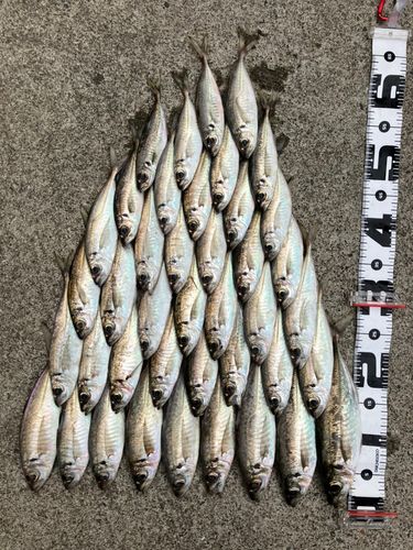 アジの釣果
