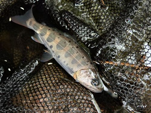 ヤマメの釣果