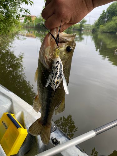 ブラックバスの釣果