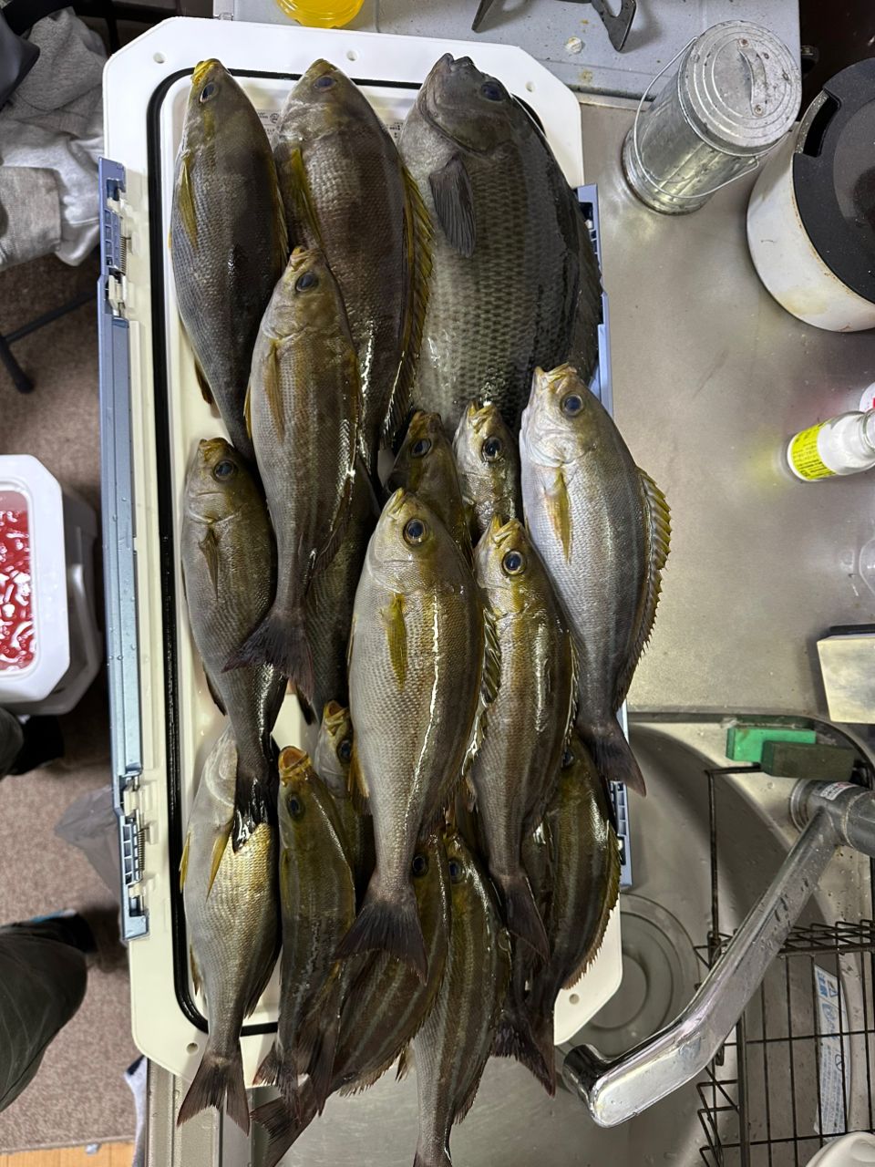 釣人Yさんの釣果 1枚目の画像