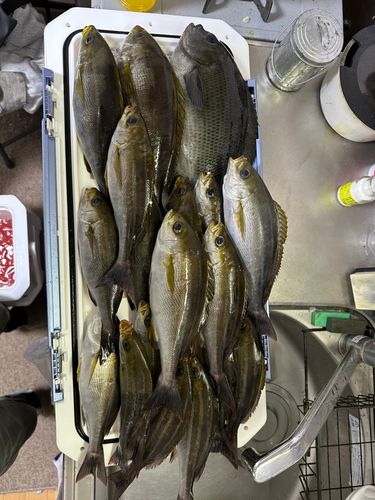 イサキの釣果