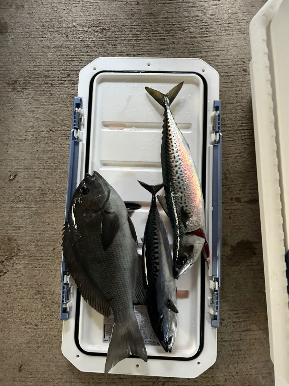 釣人Yさんの釣果 2枚目の画像