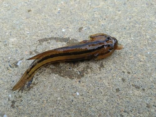 アカオビシマハゼの釣果