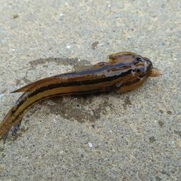 アカオビシマハゼ