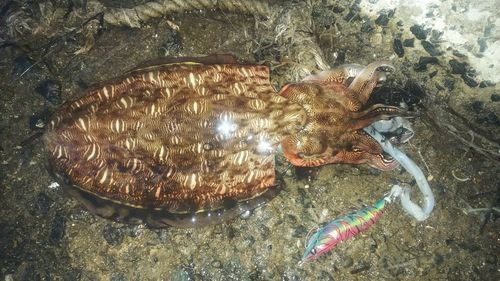 モンゴウイカの釣果