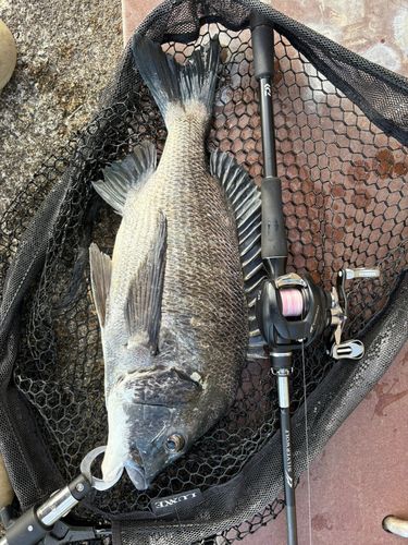 チヌの釣果