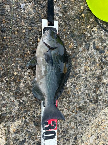 メジナの釣果