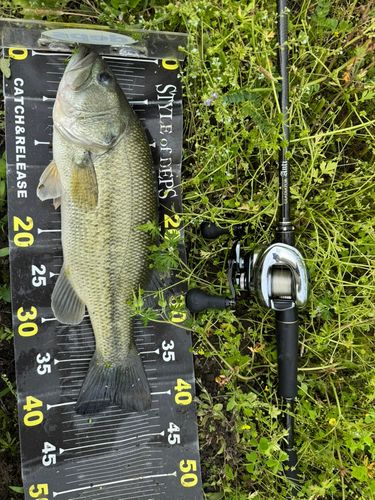 ブラックバスの釣果