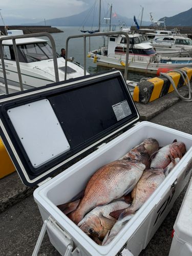 タイの釣果