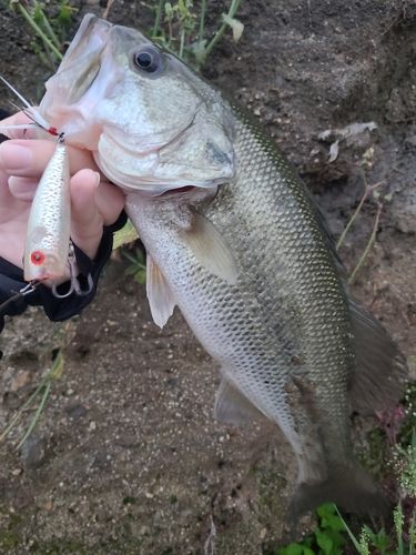 ラージマウスバスの釣果