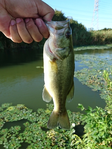 ラージマウスバスの釣果