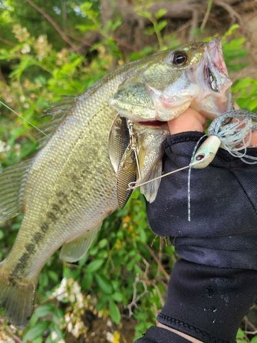 ラージマウスバスの釣果