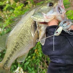 ラージマウスバス