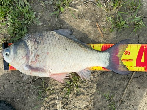 フナの釣果