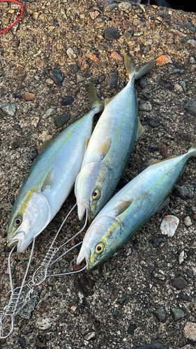 フクラギの釣果