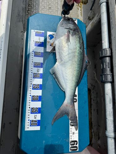 メダイの釣果
