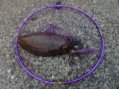 コウイカの釣果