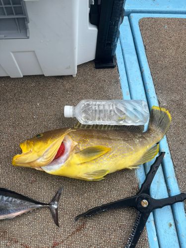 アオハタの釣果