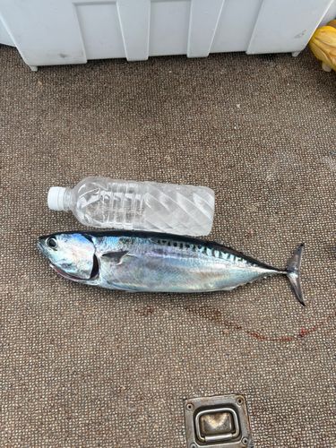 スマカツオの釣果