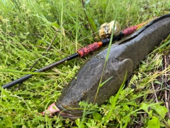 ライギョの釣果