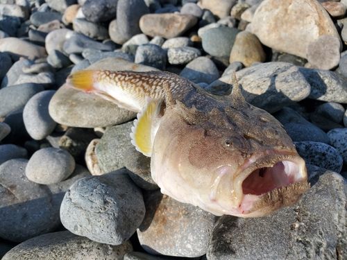 キビレミシマの釣果