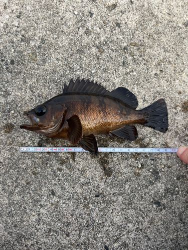 シロメバルの釣果