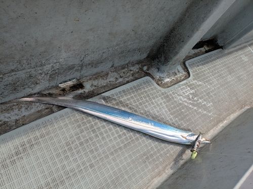 タチウオの釣果