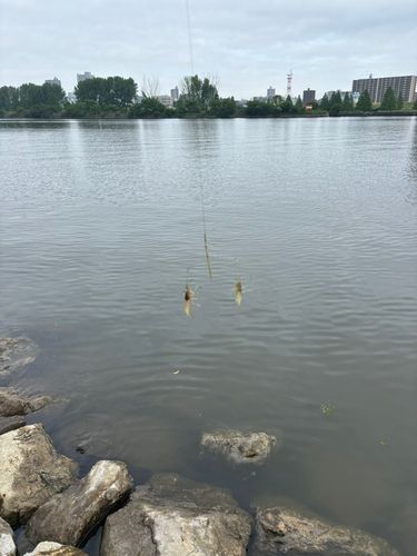 テナガエビの釣果