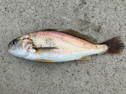 イシモチの釣果