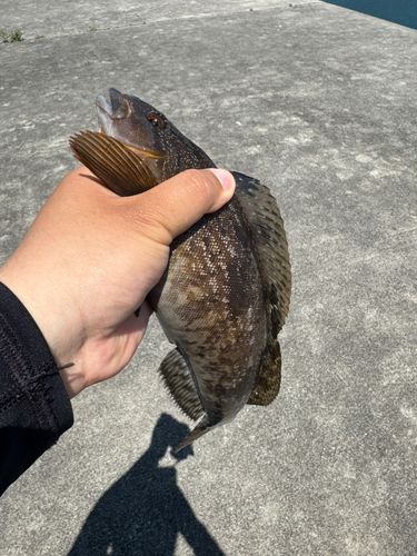 アイナメの釣果