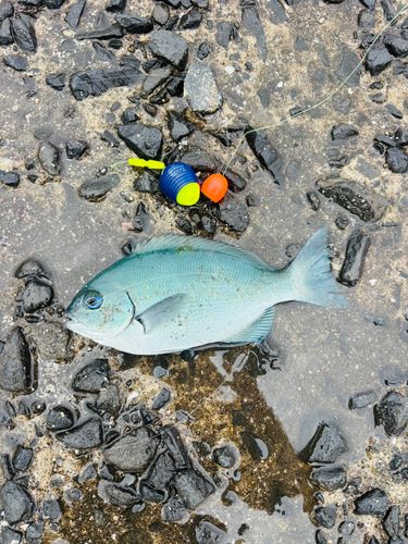 オナガグレの釣果