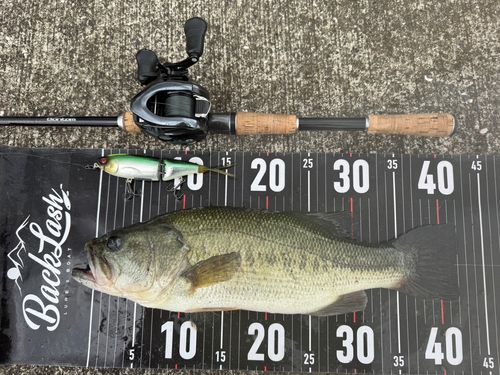 ラージマウスバスの釣果