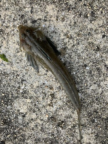 メゴチの釣果