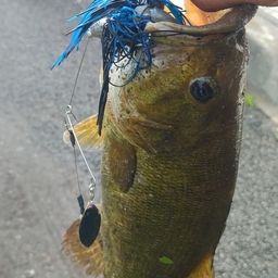 スモールマウスバス