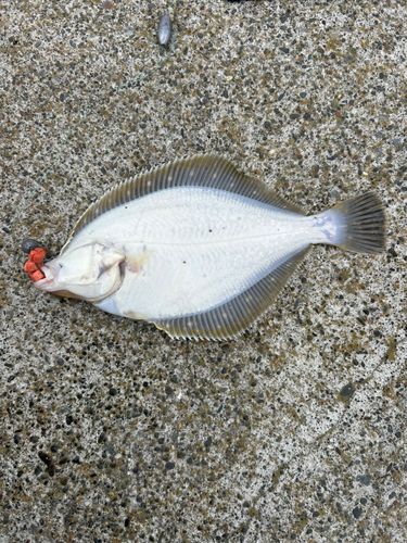 イシガレイの釣果