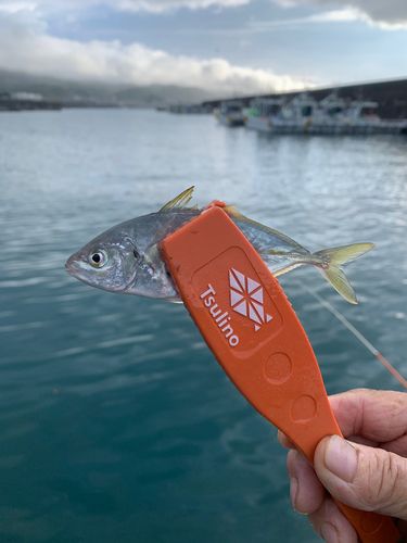 シマアジの釣果