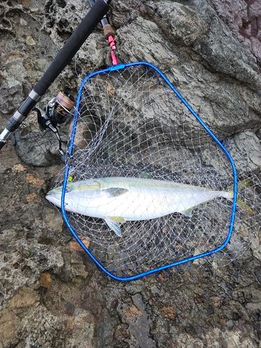 ブリの釣果