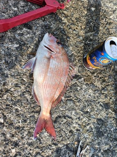 チャリコの釣果