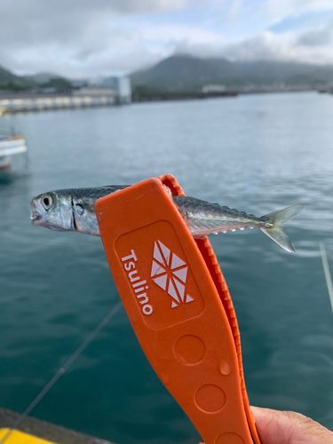 サバの釣果